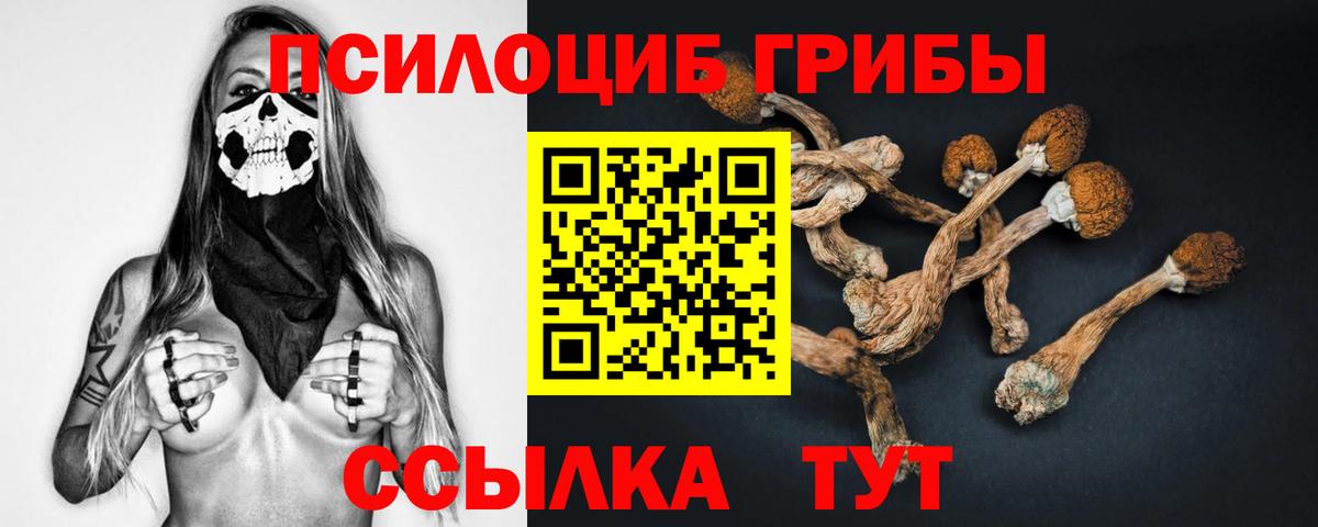 Псилоцибиновые грибы Psilocybine cubensis  Вход с VPN  Камень-на-Оби 